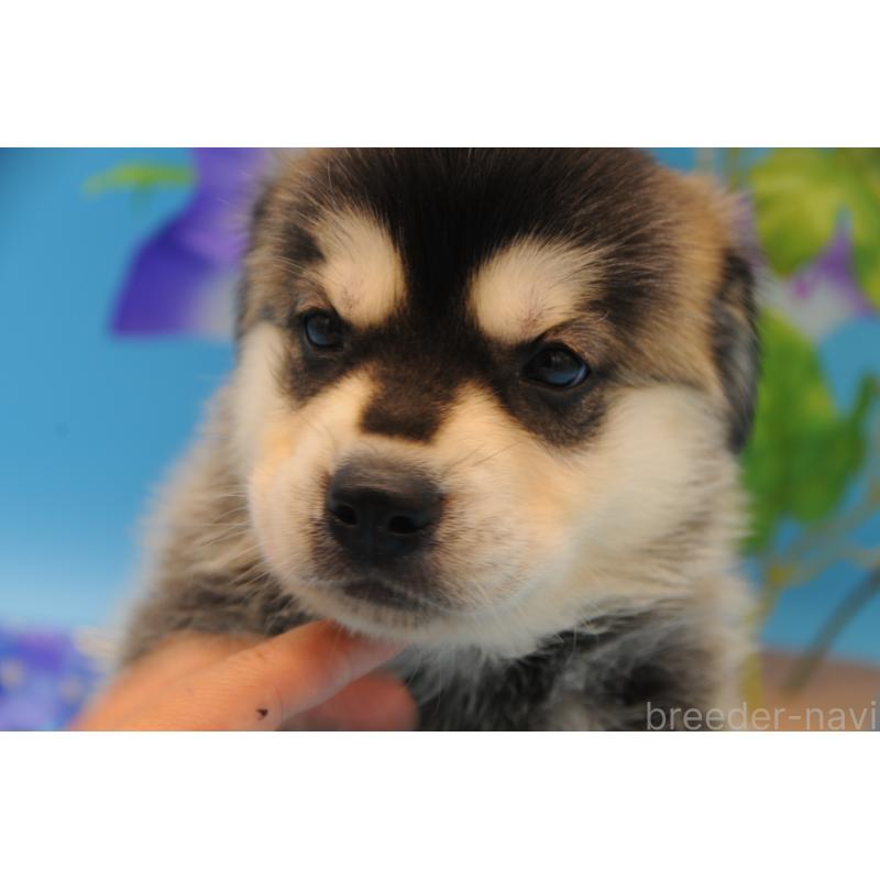 販売中の岡山県のミックス犬-399876の1枚目
